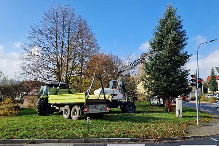 Aufstellen des Weihnachtsbaumes in Langburkersdorf