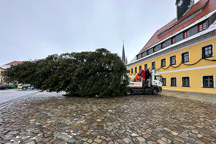 Antransport des Weihnachtsbaumes